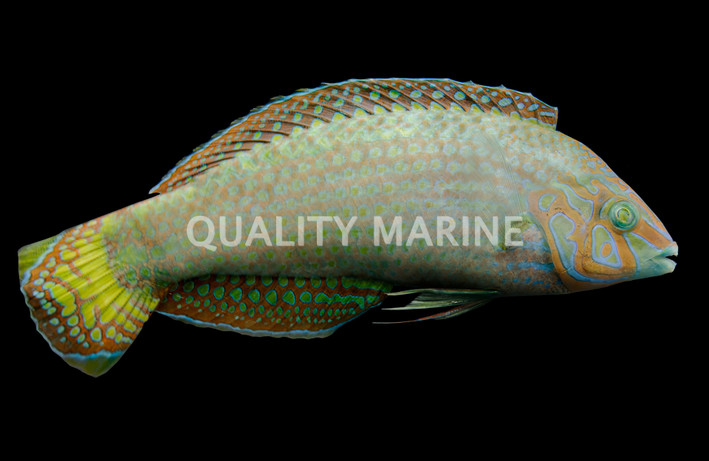 Argus Wrasse