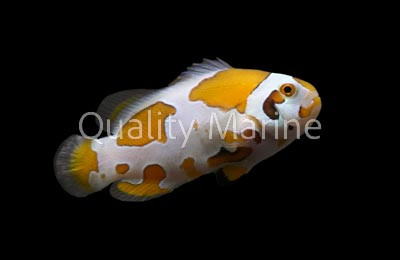 Bali Storm Ocellaris Clownfish, Bali Aquarich :: 49448