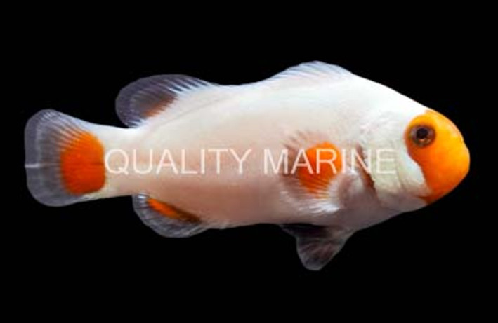 Ocellaris, Tangerine Wyoming White :: 62100