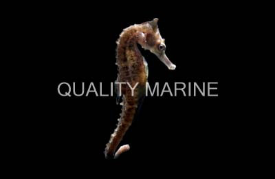 White's Seahorse :: 21575