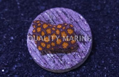 Orange Leptastrea :: 62443
