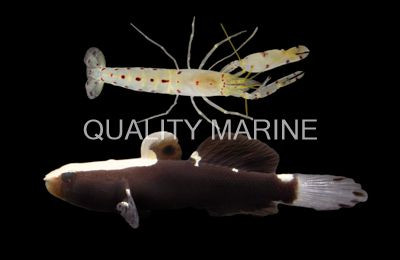 White Cap Goby w/Shrimp :: 18667
