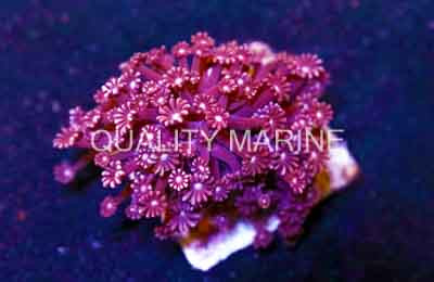 Purple Branching Alveopora :: 14317
