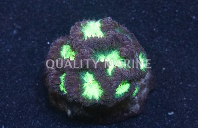 Green Blastomussa Wellsi Coral :: 84030
