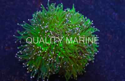 Pink Tip Green Torch Coral :: 52606