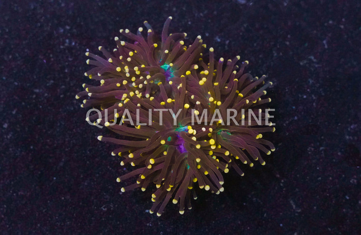 Red Mini Scolymia Coral :: 62436