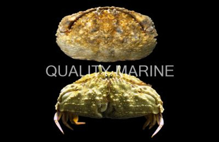 Smooth Box Crab :: 52586