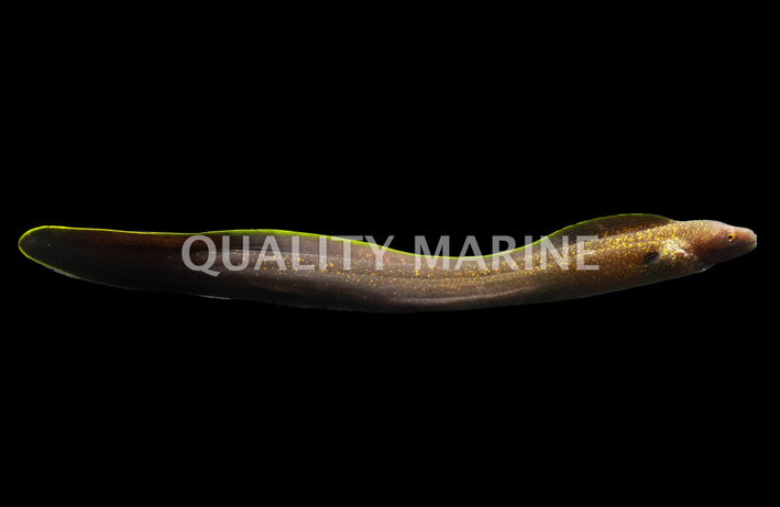 Assorted Moray Eel :: 16000