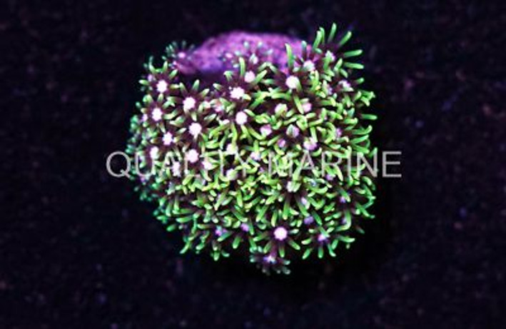 Star Metallic Green, Nano :: 55703