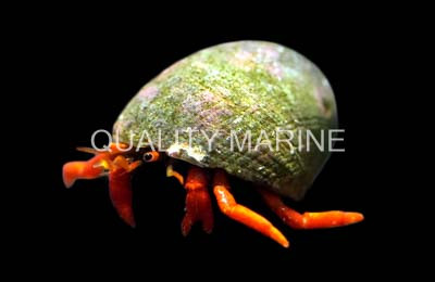 Scarlet Reef Hermit Crab :: 52590
