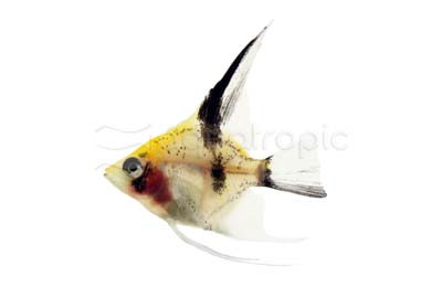 Red Devil Juvenile Angelfish :: 03047