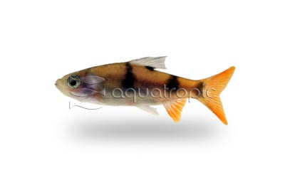 Arulius Barb :: 08057