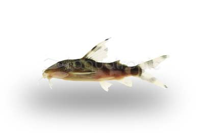 S. Zebra 'Irregularis' Hybrid :: 17032