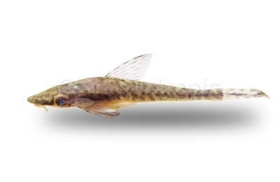 Otocinclus Gigante :: 17332