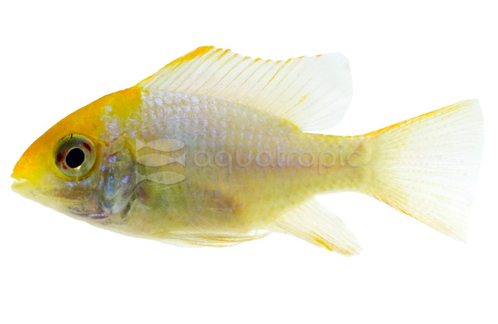 Ram, Gold Head Platinum :: 18453
