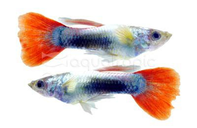 Santa Claus Dumbo Ear Guppy, Male :: 33107