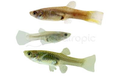 Mixed Colors Endler's Guppy, Female  :: 33507