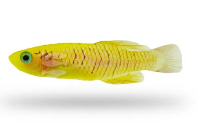 Gold Guentheri Killifish :: 37015