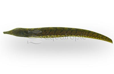 Ossa Knifefish :: 38015