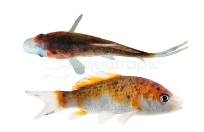 Red & Black Koi :: 39019