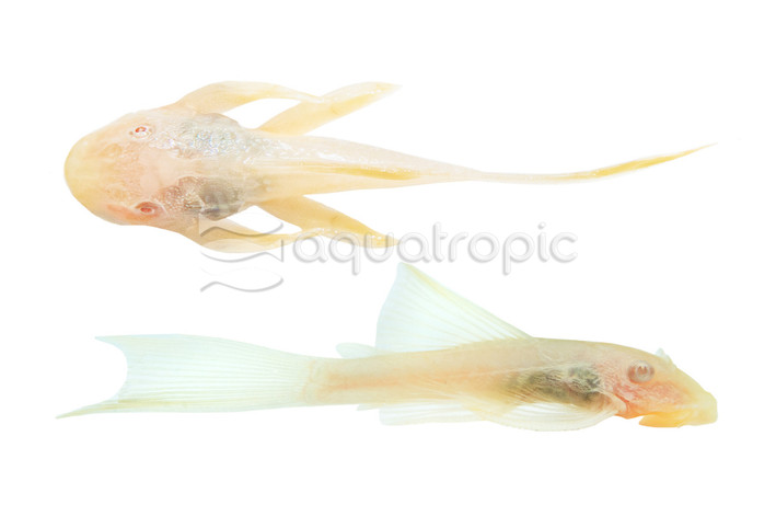 Longfin Albino Bushy Nose Plecostomus :: 58064
