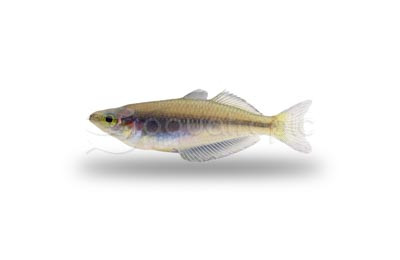 Fasin Creek Rainbowfish :: 61046
