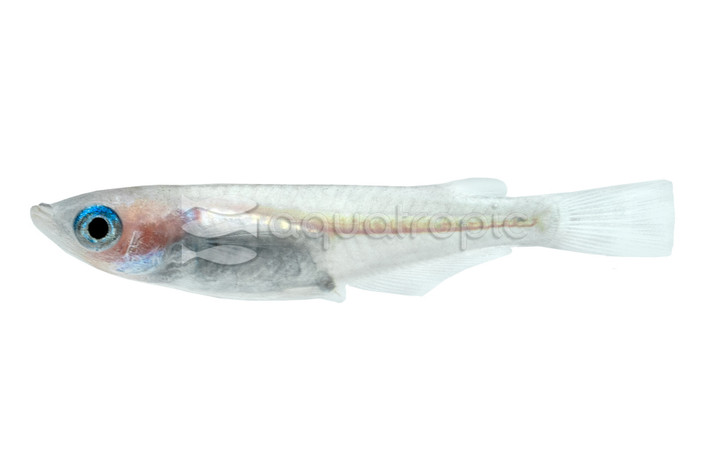 Galaxy Medaka Rice Fish :: 63506