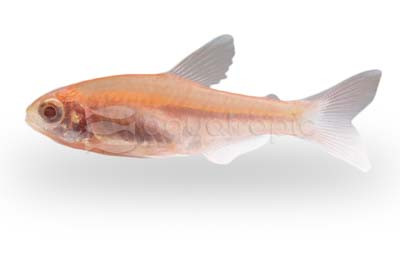 Silver Tip Albino Tetra :: 71088
