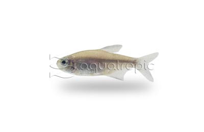 Negro D'Agua Tetra :: 71091