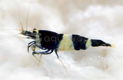 Mixed Grade Black King Kong Shrimp :: 20027