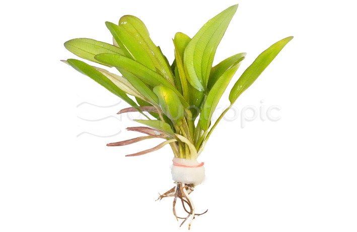 Red Melon Sword (rooted) :: 80231