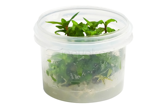Staurogyne repens Cup AT :: 80533