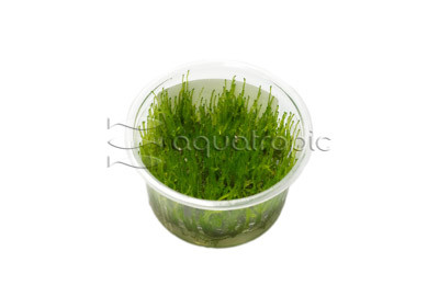 Taxiphyllum barbieri Cup AT :: 80534