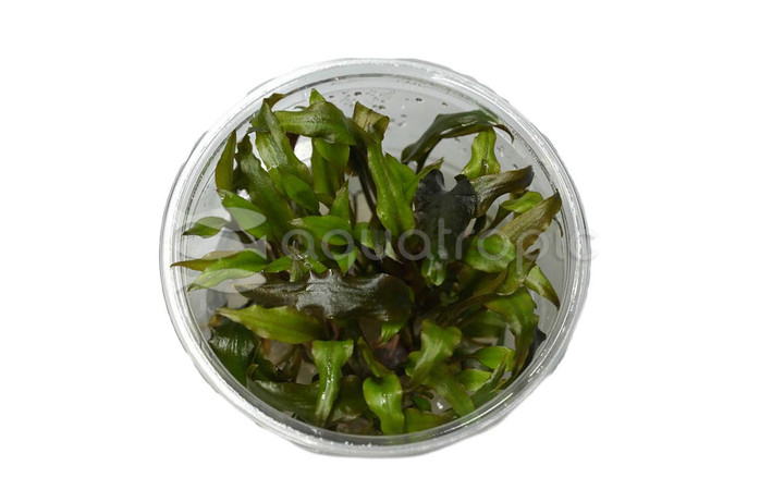 Cryptocoryne wendtii 'Mi Oya' Cup AT :: 80552