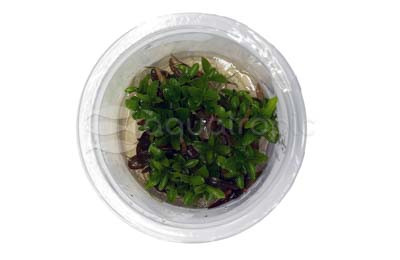 Hygrophila lancea Araguaia 'Red Sharp' Cup AT :: 95699