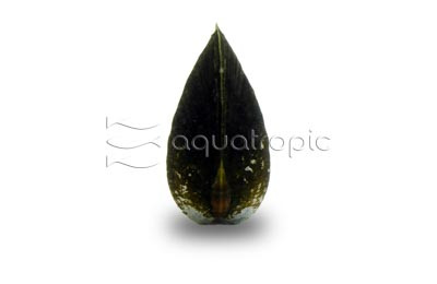 Snow Black Clam :: 39708
