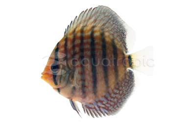 Vietnam Turquoise Discus :: 24085
