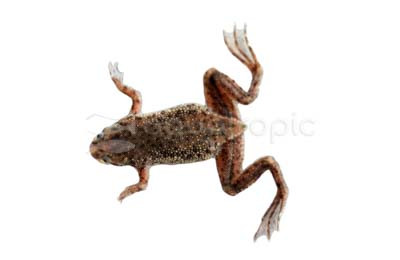 Dwarf Zaire Frog :: 37124