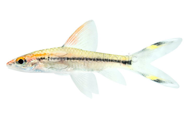 Denison Roseline Longfin Barb :: 48756