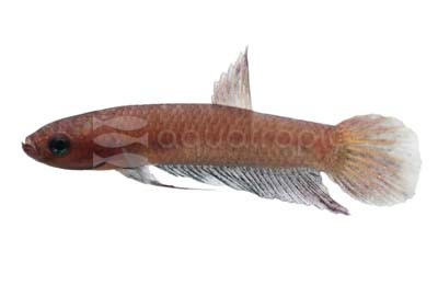 'Jade' Betta, Female :: 49567
