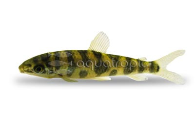 Eight Spotted Leporinus :: 55969