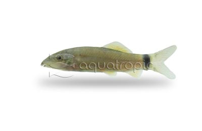 False Hora's Loach :: 59469