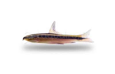 Flying Fox Red Algae Eater :: 59574