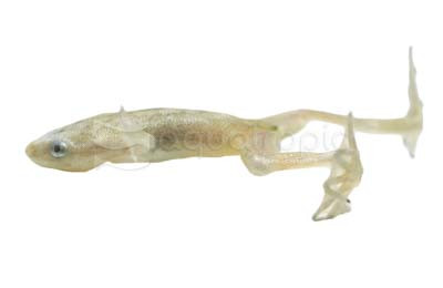 Dwarf Zaire Albino Frog :: 66517