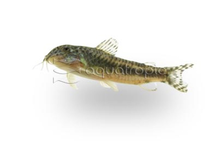 Aspidoras spilotus :: 85000