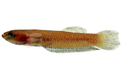 'Jade' Betta, Male :: 97934