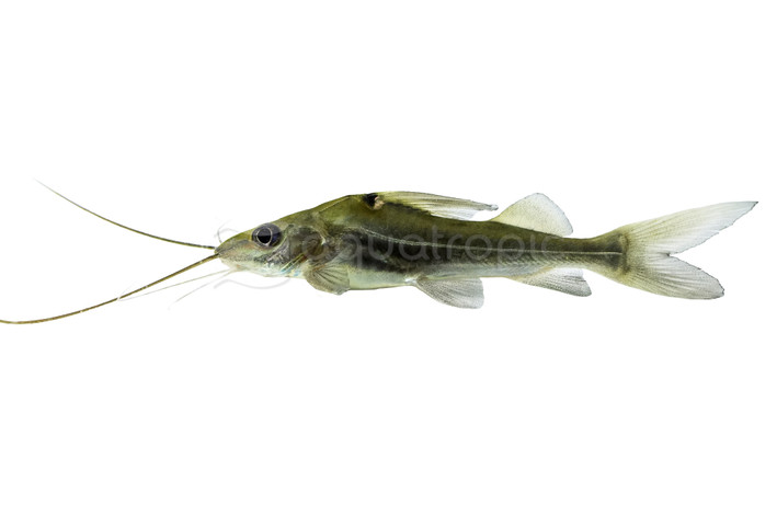 Pictus 4-line :: 17349