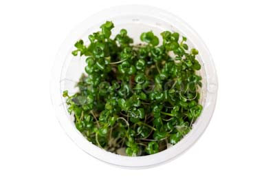 Lindernia rotundifolia Cup AT :: 42120