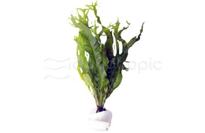 Microsorum 'Windlov' (rooted) :: 80572