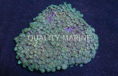 Green Alveopora Coral :: 52342